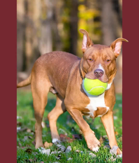 Daycare Services at Bed n Biscuit 2