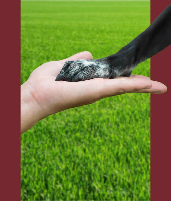 Meet Team at Bed n Biscuit Ranch 2 in Bismarck, ND